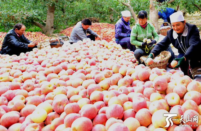 阿拉尔垦区9万亩绿色红富士苹果俏销