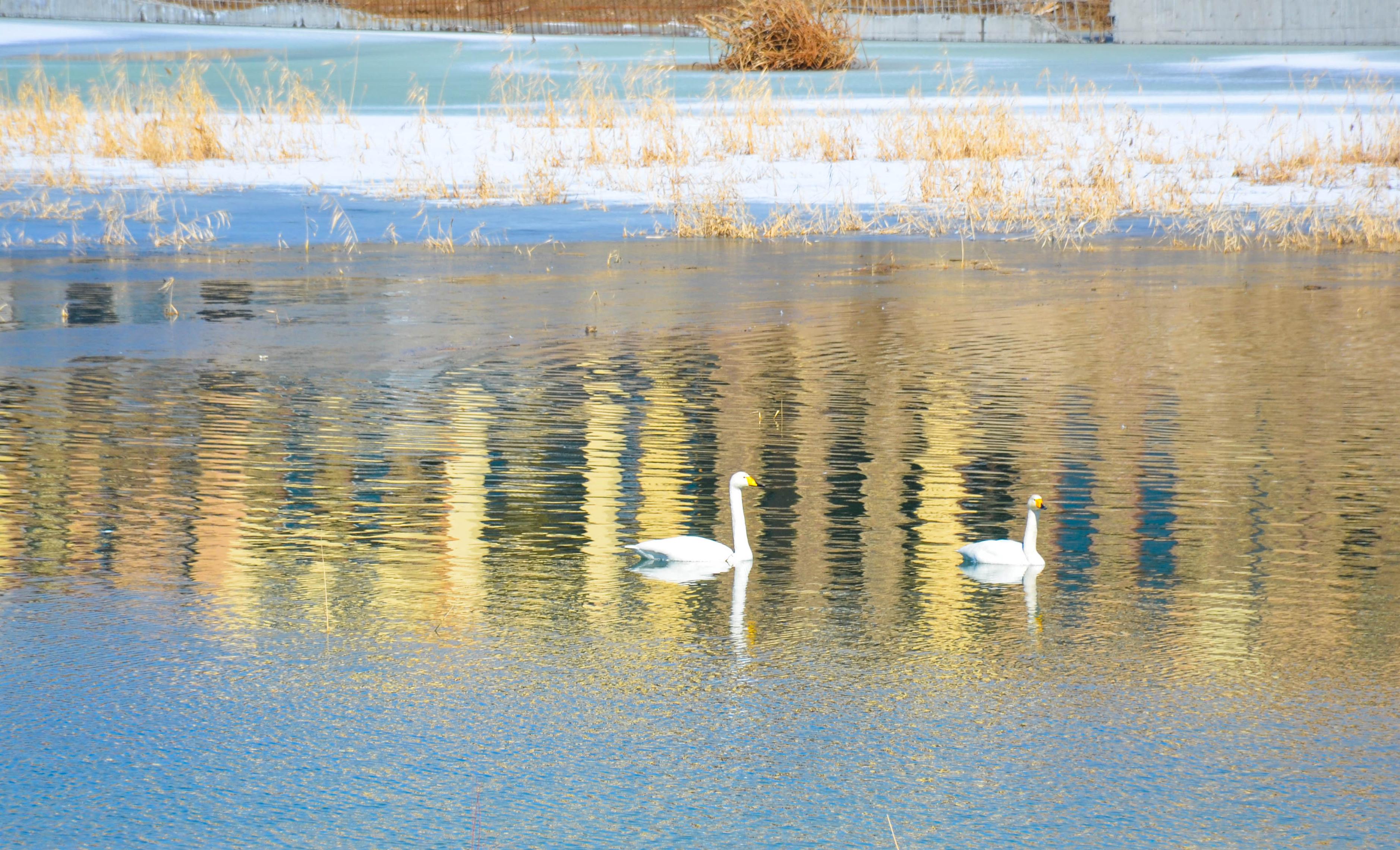 穹顶之下 仍有净土 绿城 · 一龙半岛--天鹅栖息