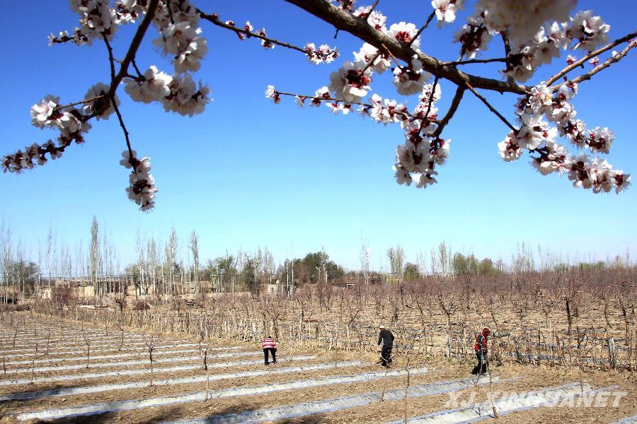 新疆哈密瓜开种