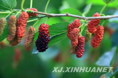 新疆托克逊县桑葚熟了 采摘季5月9日开幕