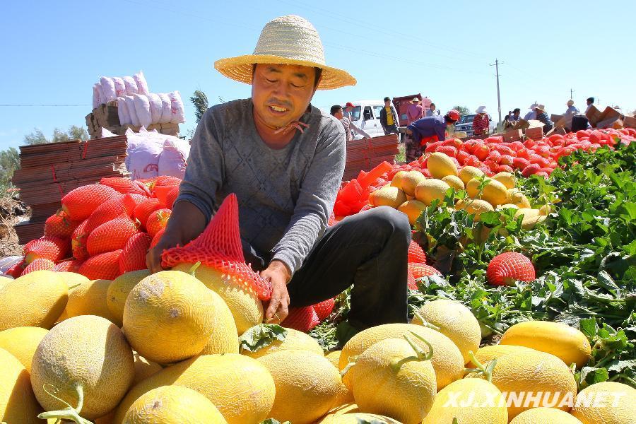 新疆哈密瓜上市