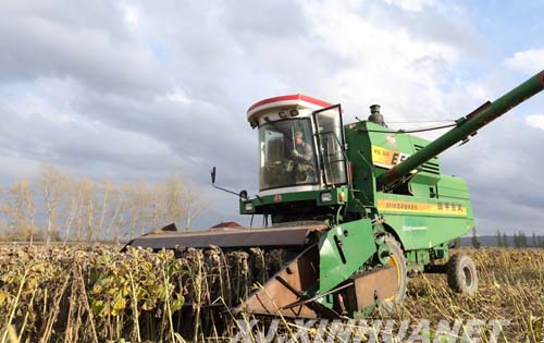 哈巴河县经济作物种植敲开农民致富门