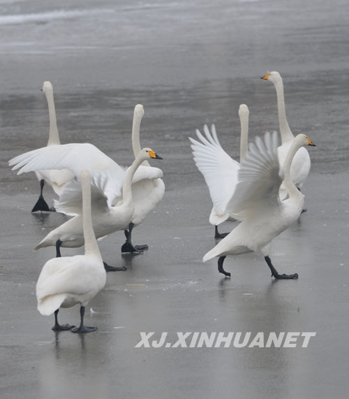 新疆库尔勒:百只天鹅冰床跳芭蕾演绎“冰河之恋”