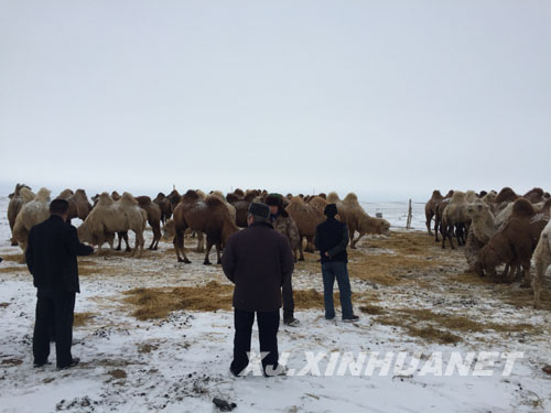 阿勒泰：福海县通过少数民族发展项目 助推农牧民增收