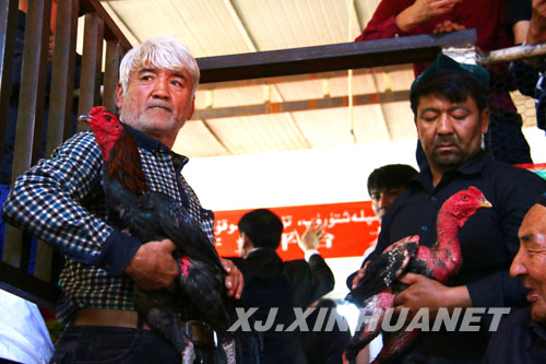 托克逊县举办首届全疆吐鲁番斗鸡大赛