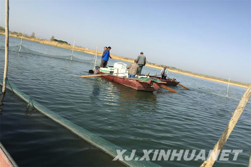 中国内陆淡水湖博斯腾湖全面开展池沼公鱼增殖