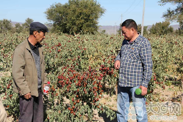 胡司令和他的哈密大枣