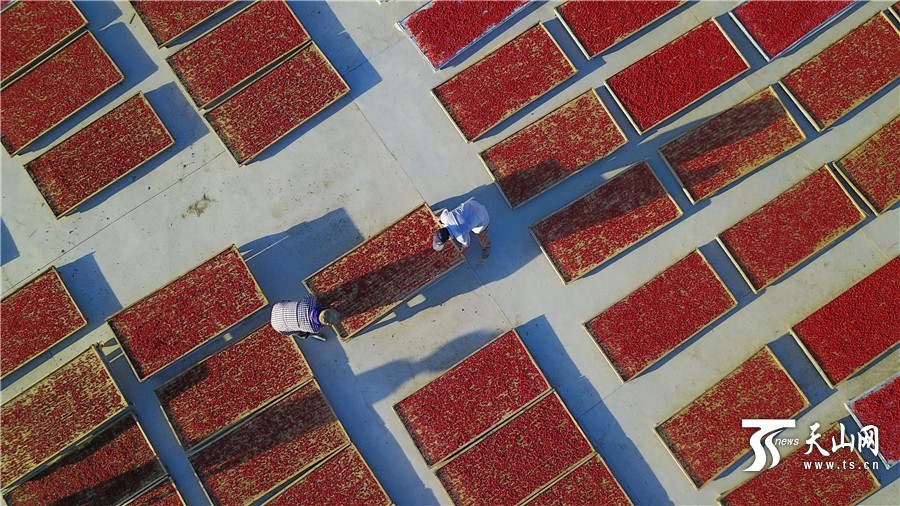 新疆尉犁县7.5万亩枸杞喜获丰收