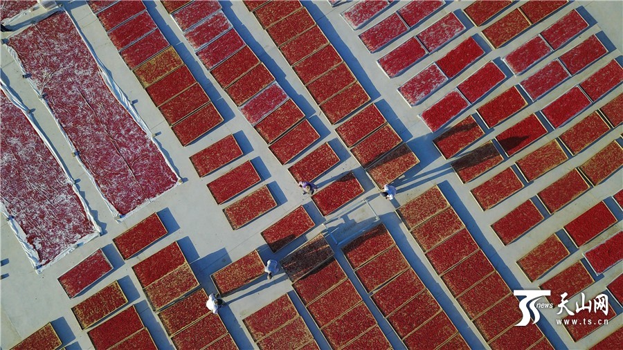 新疆尉犁县7.5万亩枸杞喜获丰收