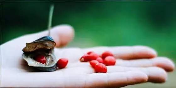 七夕节|玲珑骰子安红豆,入骨相思君可知