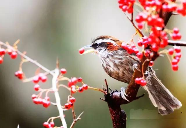 七夕节|玲珑骰子安红豆,入骨相思君可知