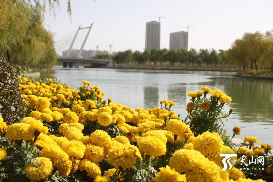 库尔勒:秋菊怒放正艳时