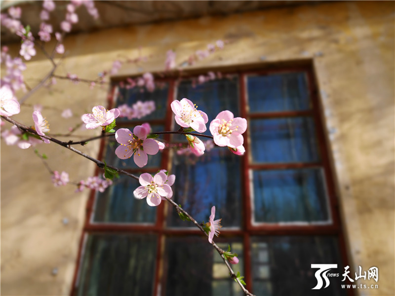 春天·万物生长