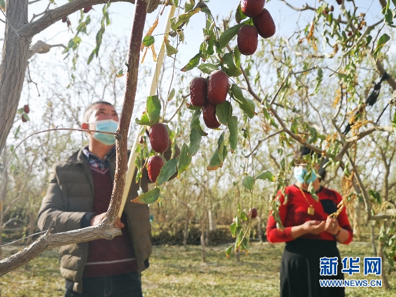 新疆且末:红枣缀满枝头 大漠小城"晒"丰收