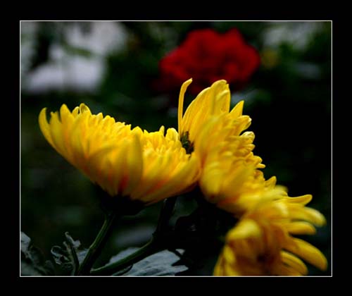 followers04