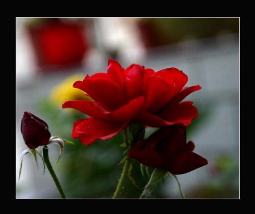 followers05