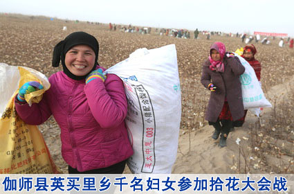 开展劳动竞赛 远离极端思想 伽师县英买里乡千名妇女参加拾花大会战