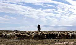 新疆阿尔泰山脉的春牧场转场