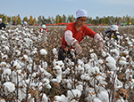 新疆阿拉尔：棉田拾花