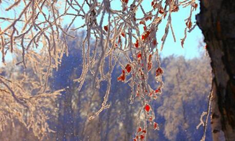 新疆北部哈巴河县持续低温 现大面积霜挂美景