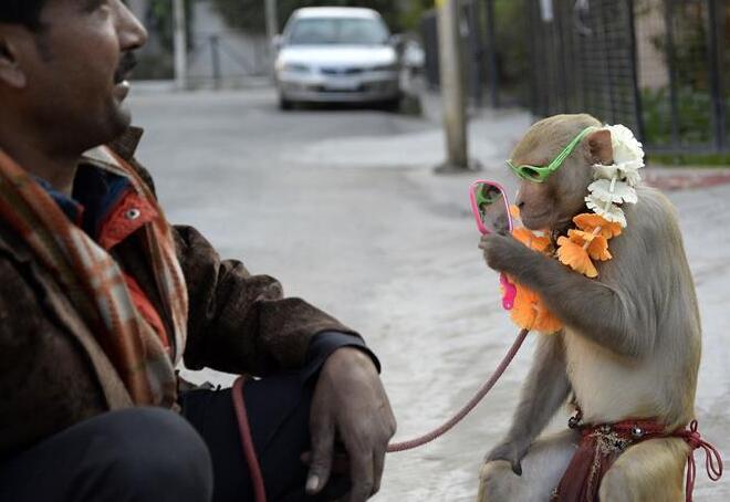 印度街头卖艺的猴子
