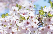 新华VR探访鹤壁樱花节，与春天来一场浪漫约会