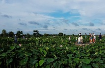 新华VR踏波豫东万亩龙湖 赏夏日荷塘美景