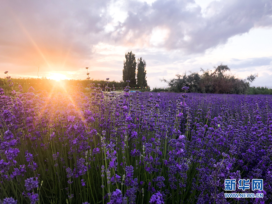 萬畝薰衣草花海美如夢境