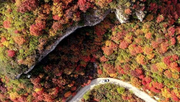 紅葉秋景