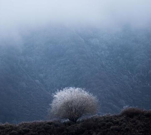 高原林场美景如画