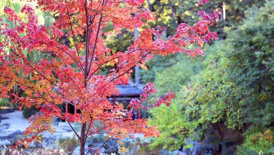 北京海淀：香山赏叶正当时