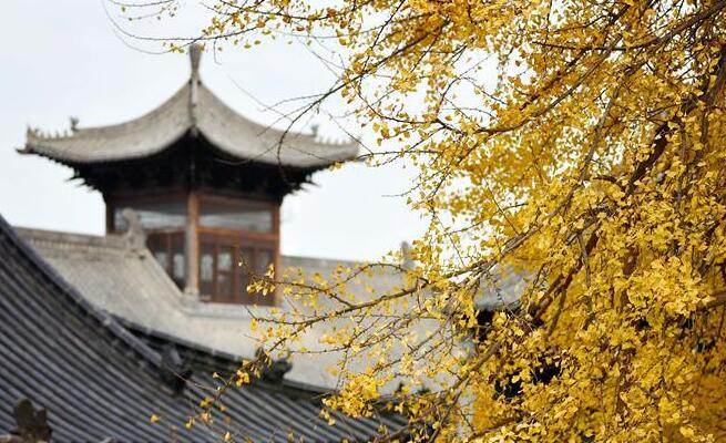 千年銀杏立古剎 葉隨風雨滿地金