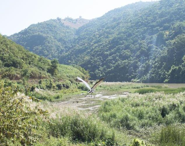 雲南昌寧發現極度瀕危物種白腹鷺