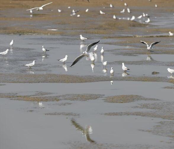 鳥舞巢湖