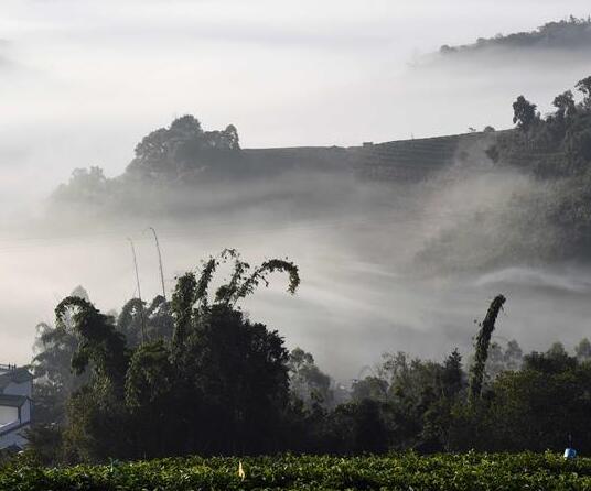 雲南思茅：茶園雲海美如畫