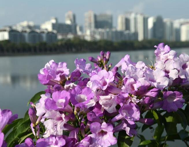 花開在冬季