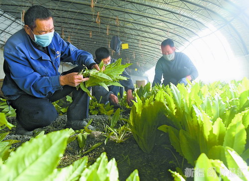 爱心菜助抗疫