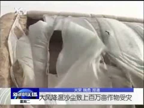 新疆大风降温沙尘致百万亩农作物受灾