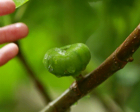 &ldquo;云&rdquo;游和田| 两树一廊