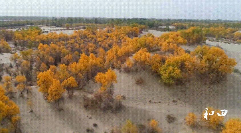 &ldquo;云&rdquo;游和田（第11期）|大漠湖杨