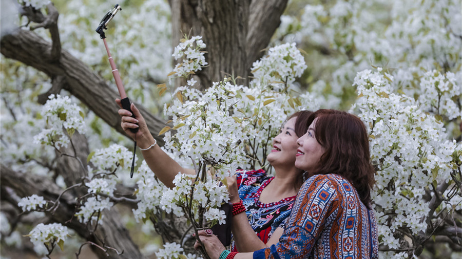 梨城梨花惹人醉