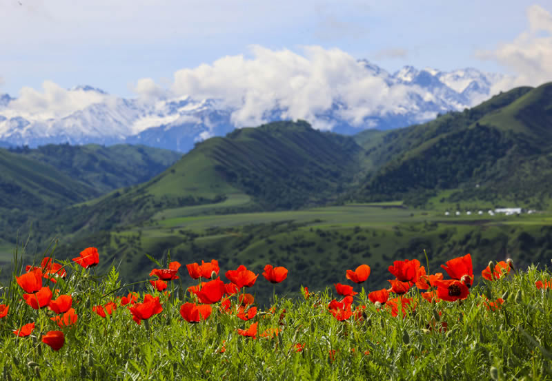 浓烈恣肆！天山红花映红天山南北