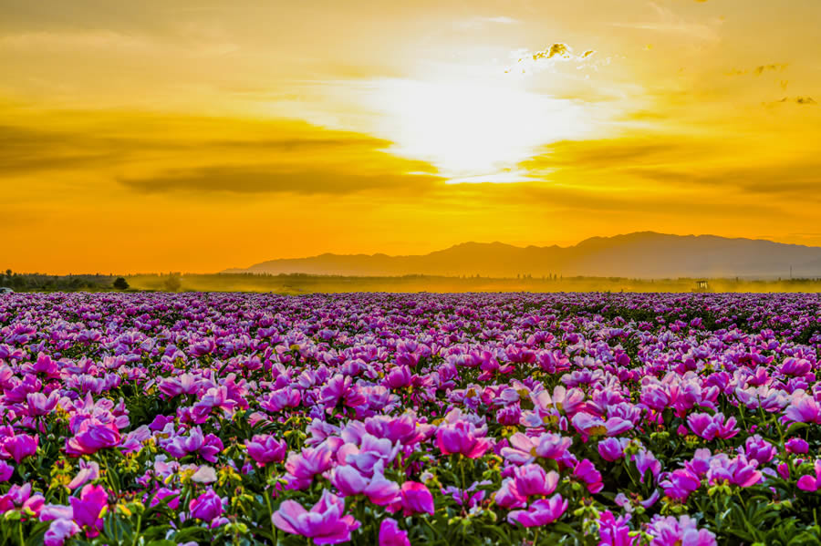 晚霞归暮处 芍药花正浓，宝，来看这花花世界呀