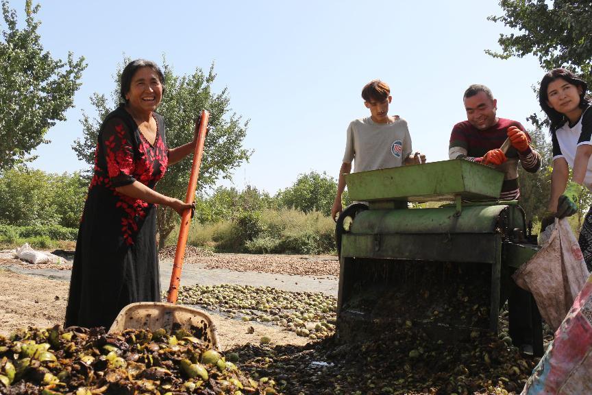 和田县：&ldquo;核桃大嫂&rdquo;吐孙古丽的致富路