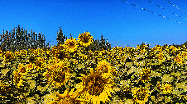 乡村振兴&middot;和田县|向日葵花开出增收致富新路子