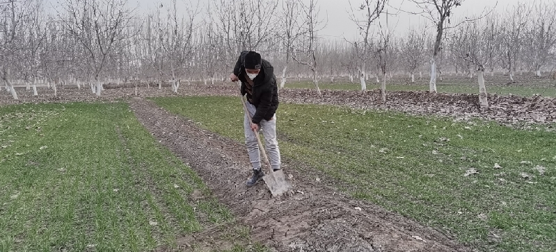 泽普县24.12万亩冬小麦冬灌全面结束