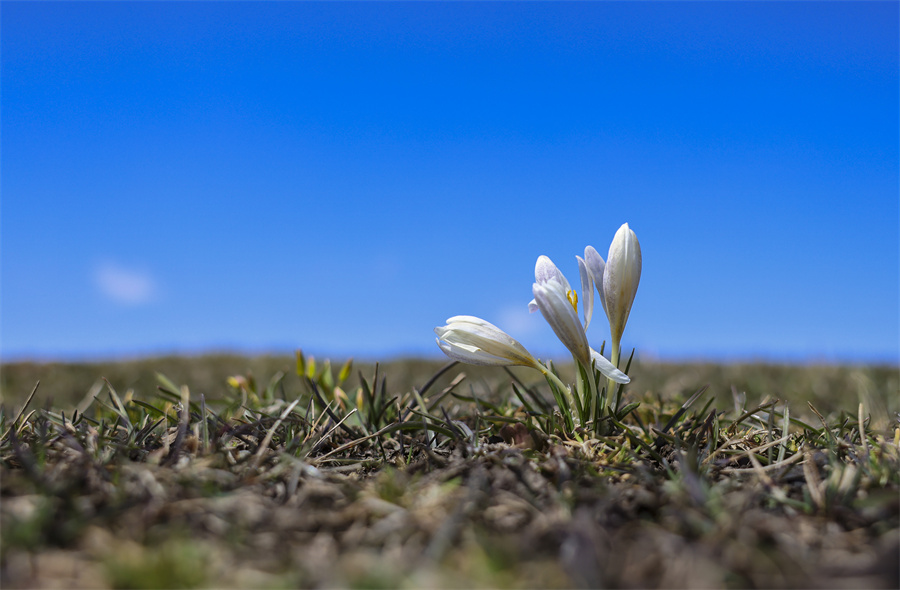 顶冰花开，来自空中草原的春天告白