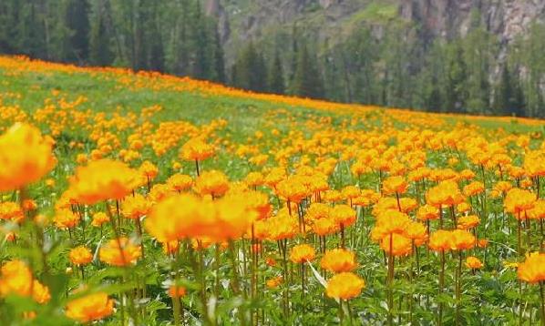 走，一起去看花海吧