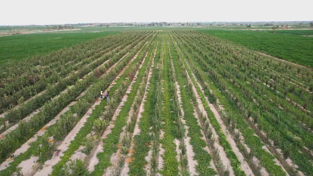 库尔勒：甜瓜丰收香满园