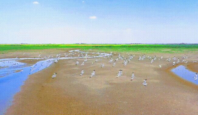 新疆库车：夏日湿地生态美